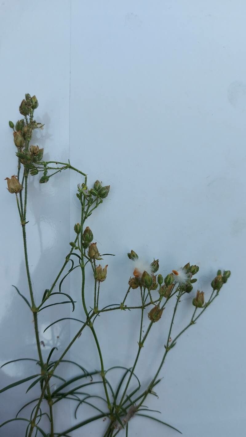 Spergula grandis fruit