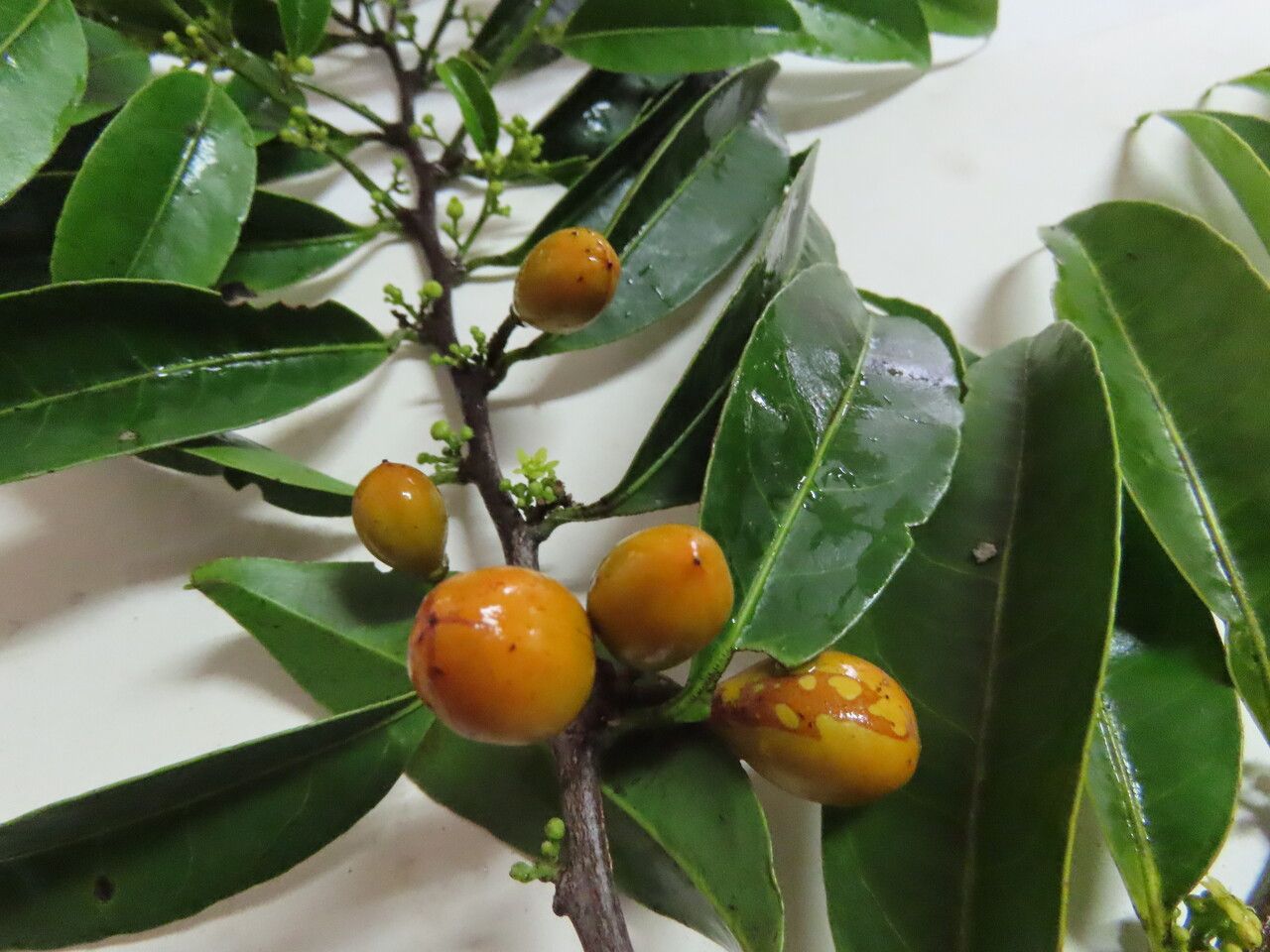 Maytenus guyanensis fruit