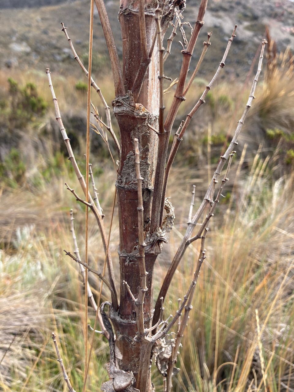 Rumex tolimensis bark