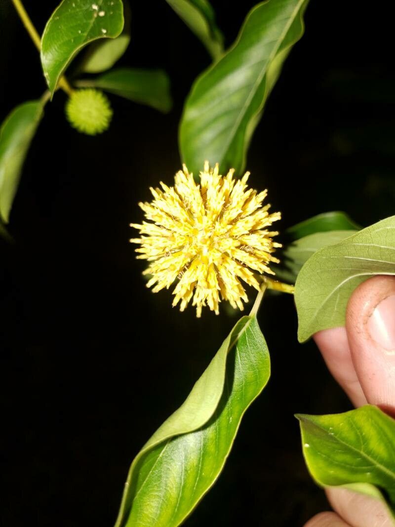 Mitragyna speciosa flower