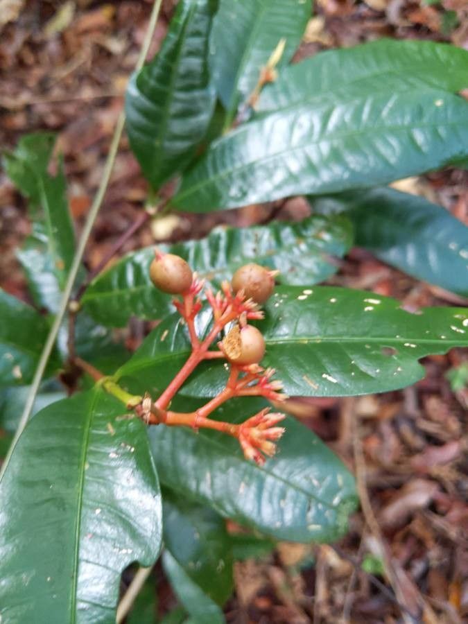 Hamelia magnifolia — related species from the same genus