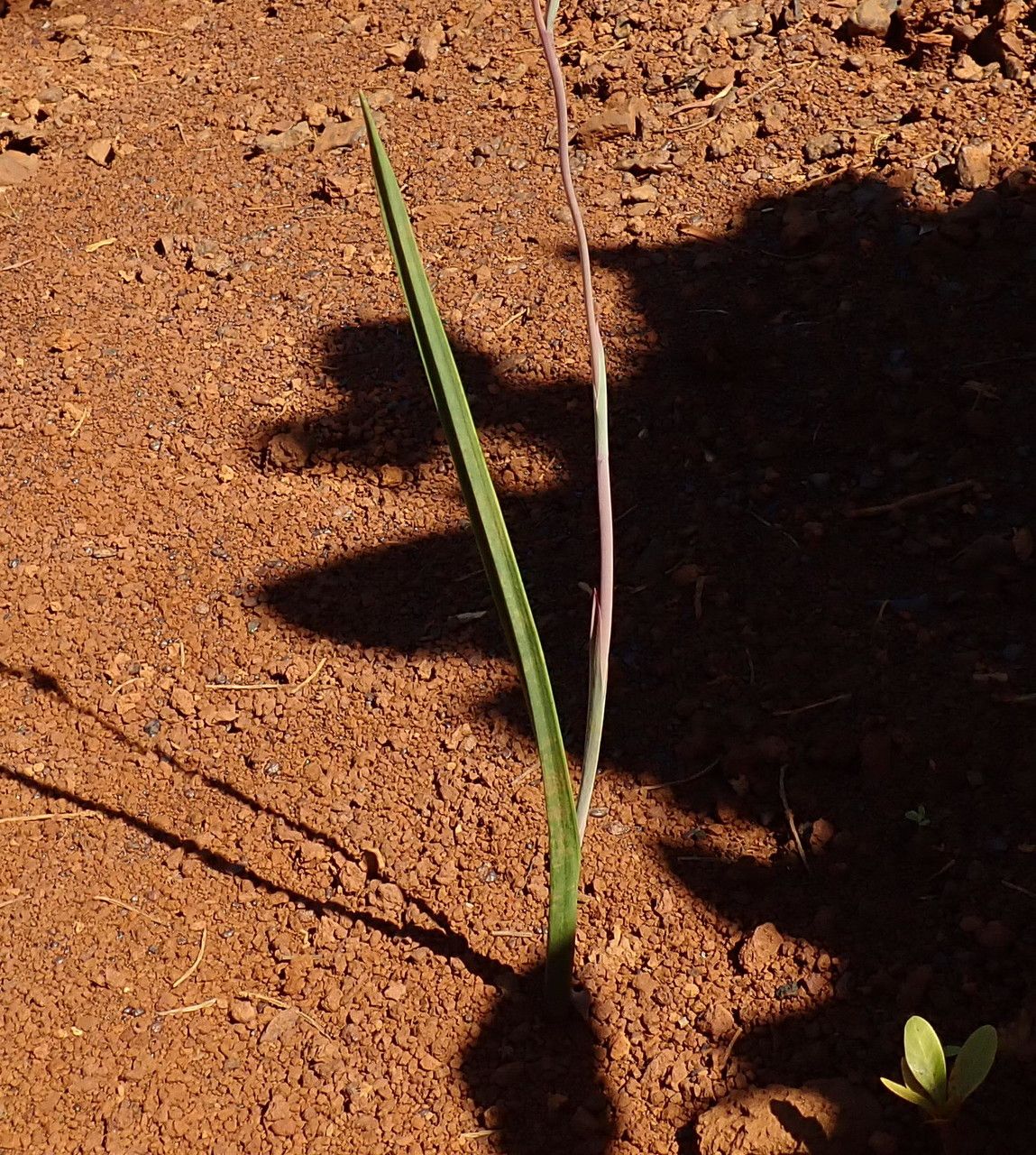 Thelymitra longifolia — search result for 'Orchidaceae'
