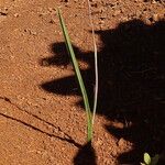 Thelymitra longifolia
