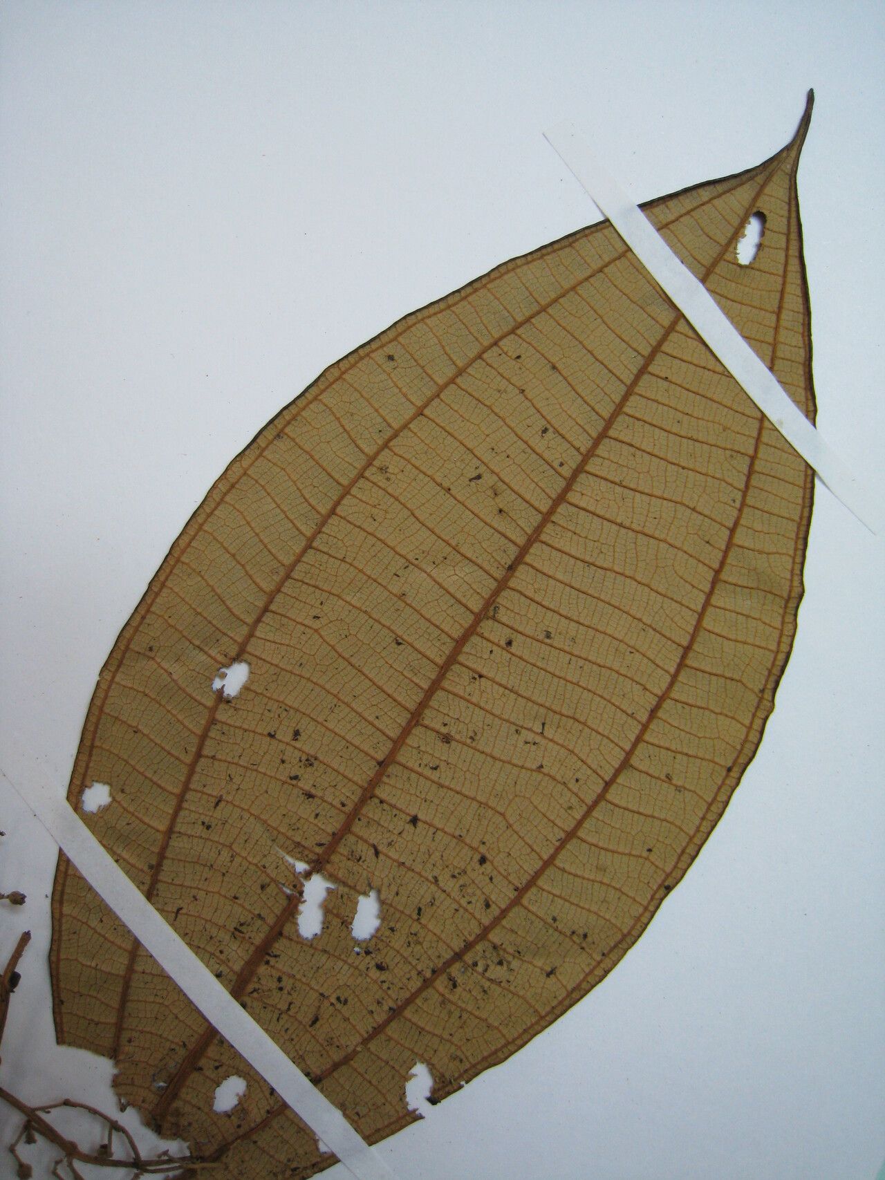 Miconia hypoleuca other