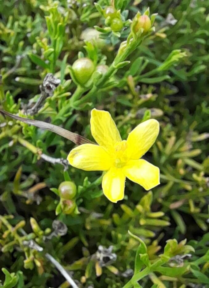 Menodora integrifolia flower