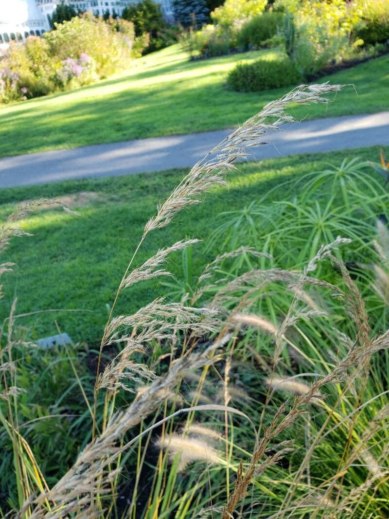 Sorghastrum nutans fruit