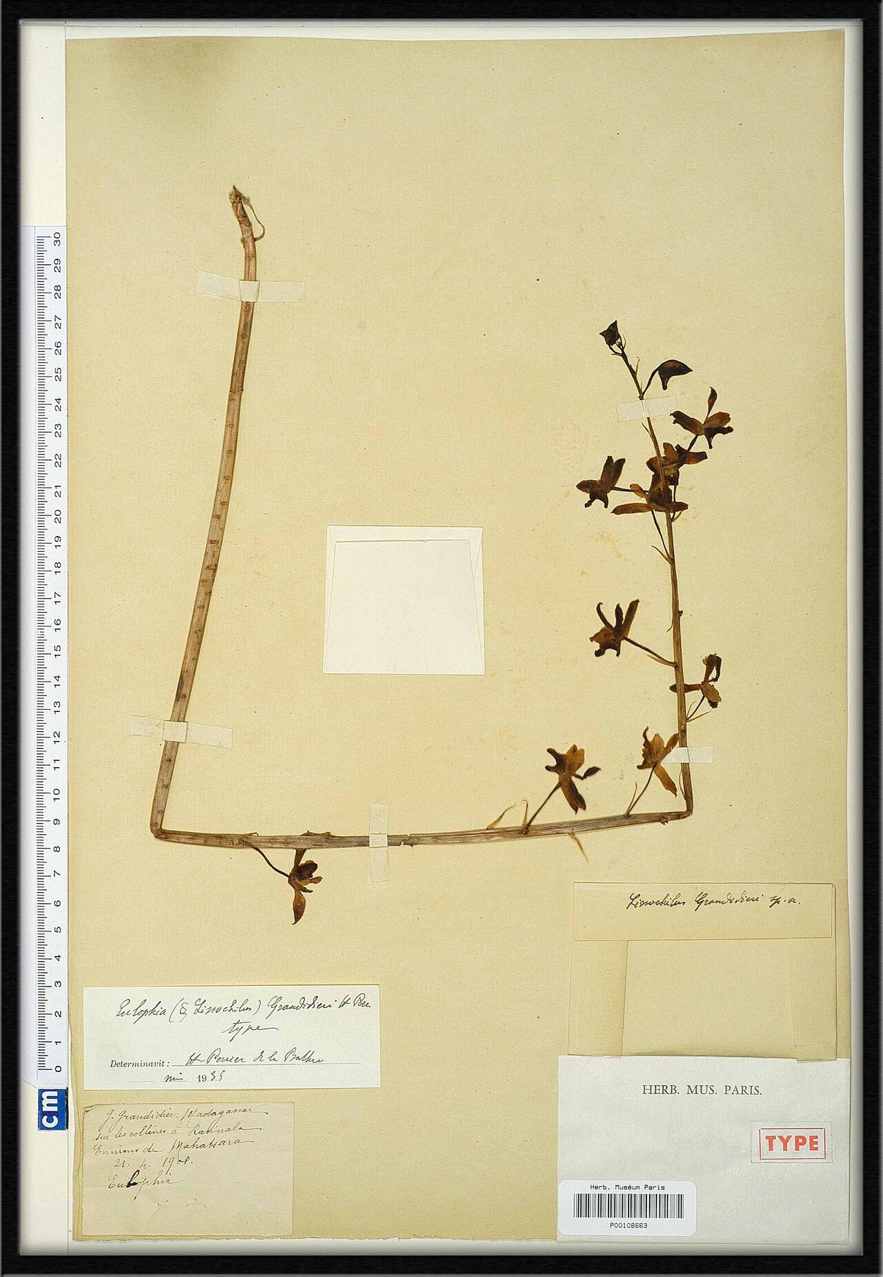 Eulophia grandidieri — houseplant care guide