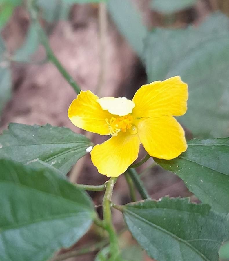 Pavonia sepium flower