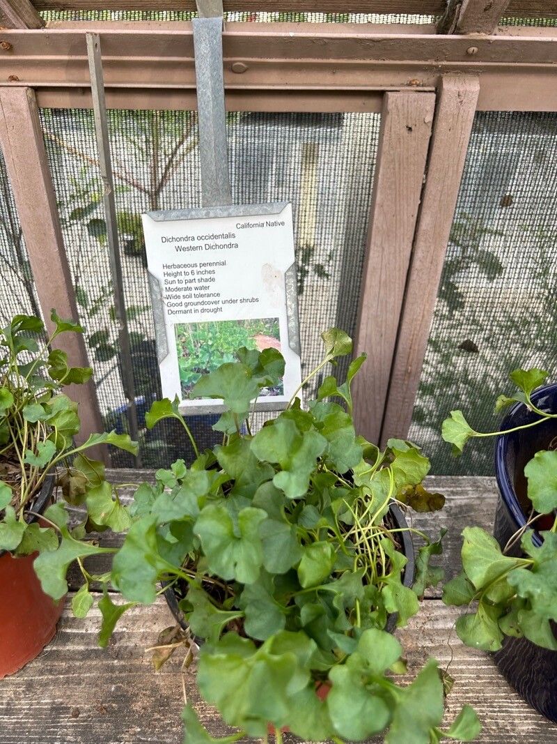Dichondra occidentalis leaf