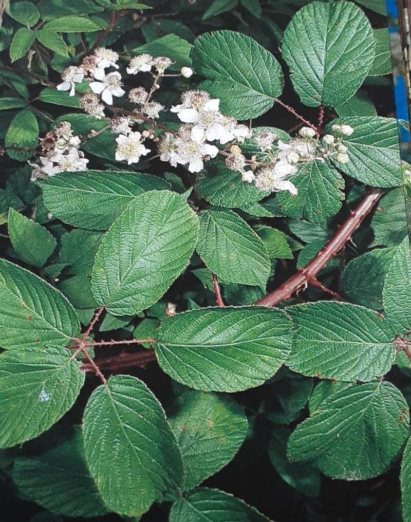Rubus bollei — houseplant care guide