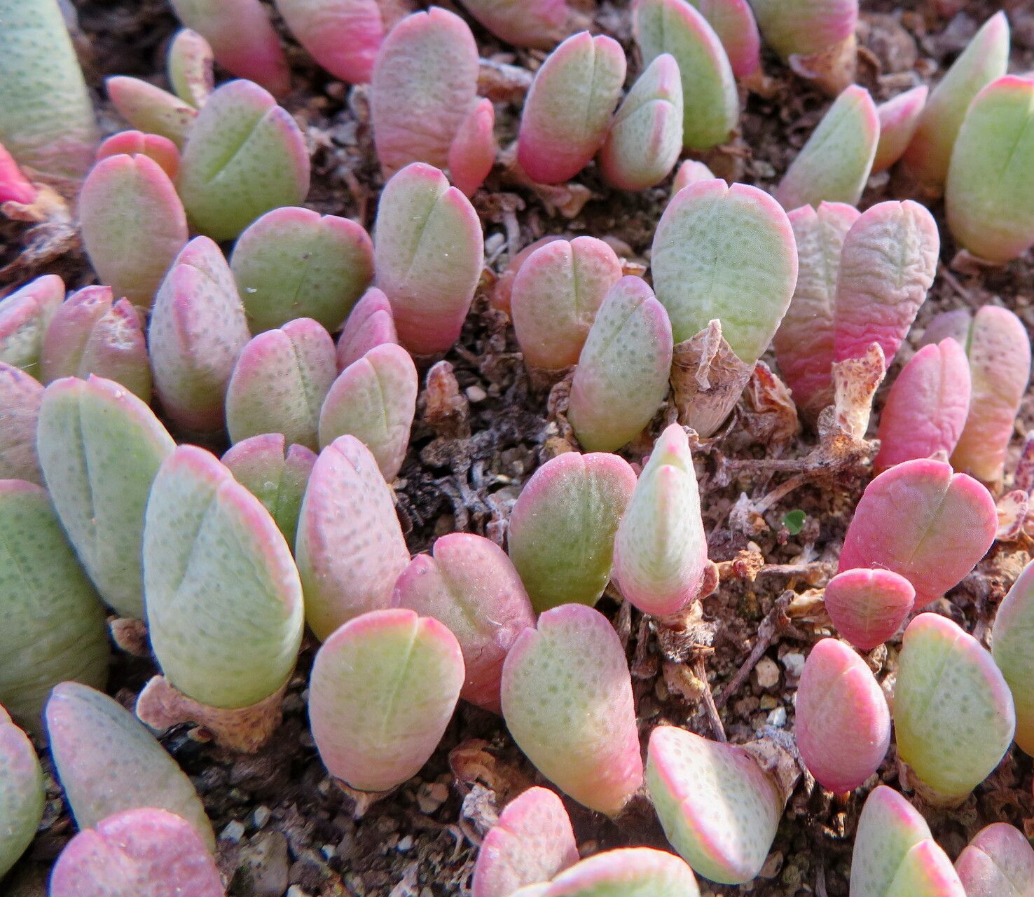 Cheiridopsis acuminata — related species from the same genus