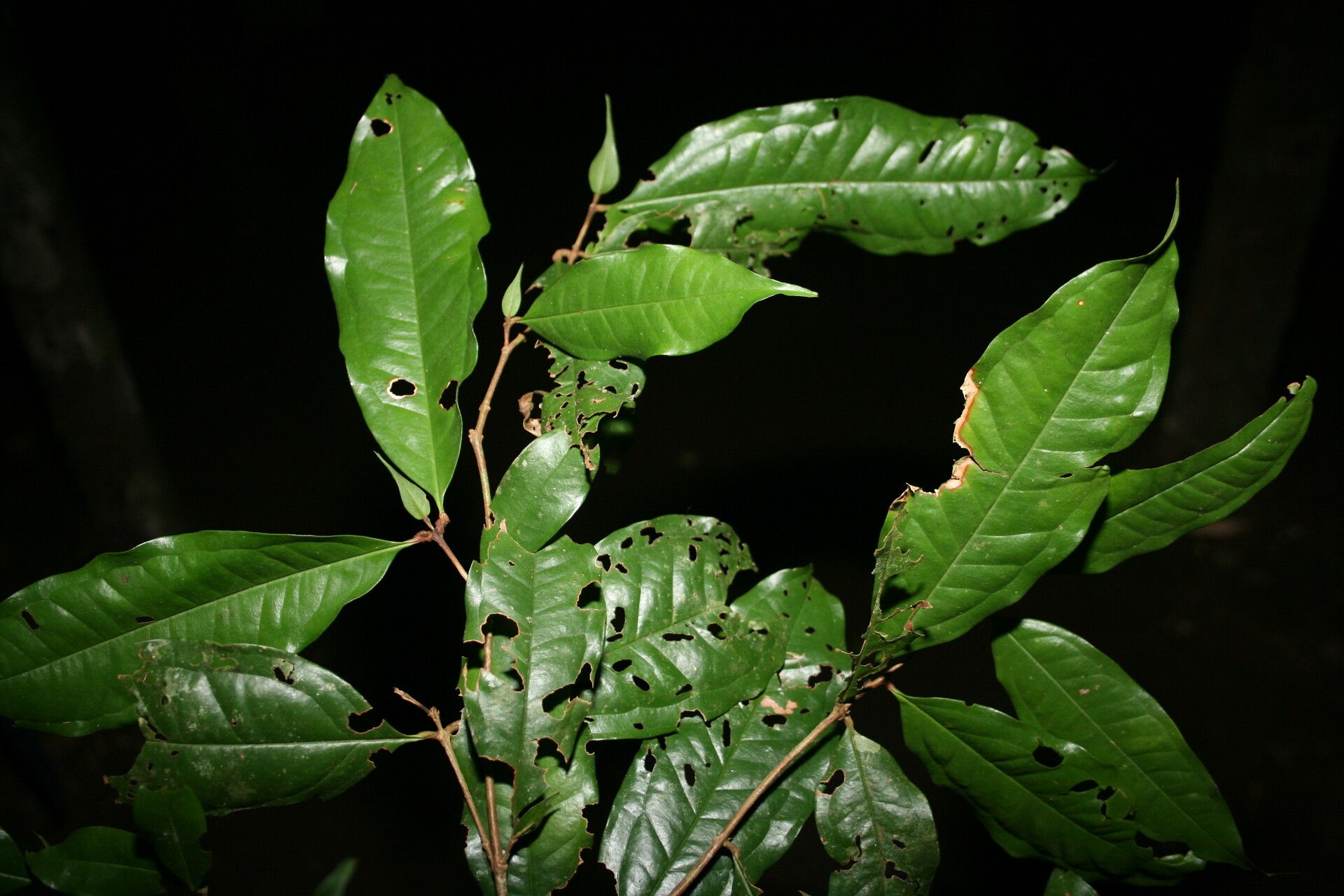 Syzygium longipes leaf