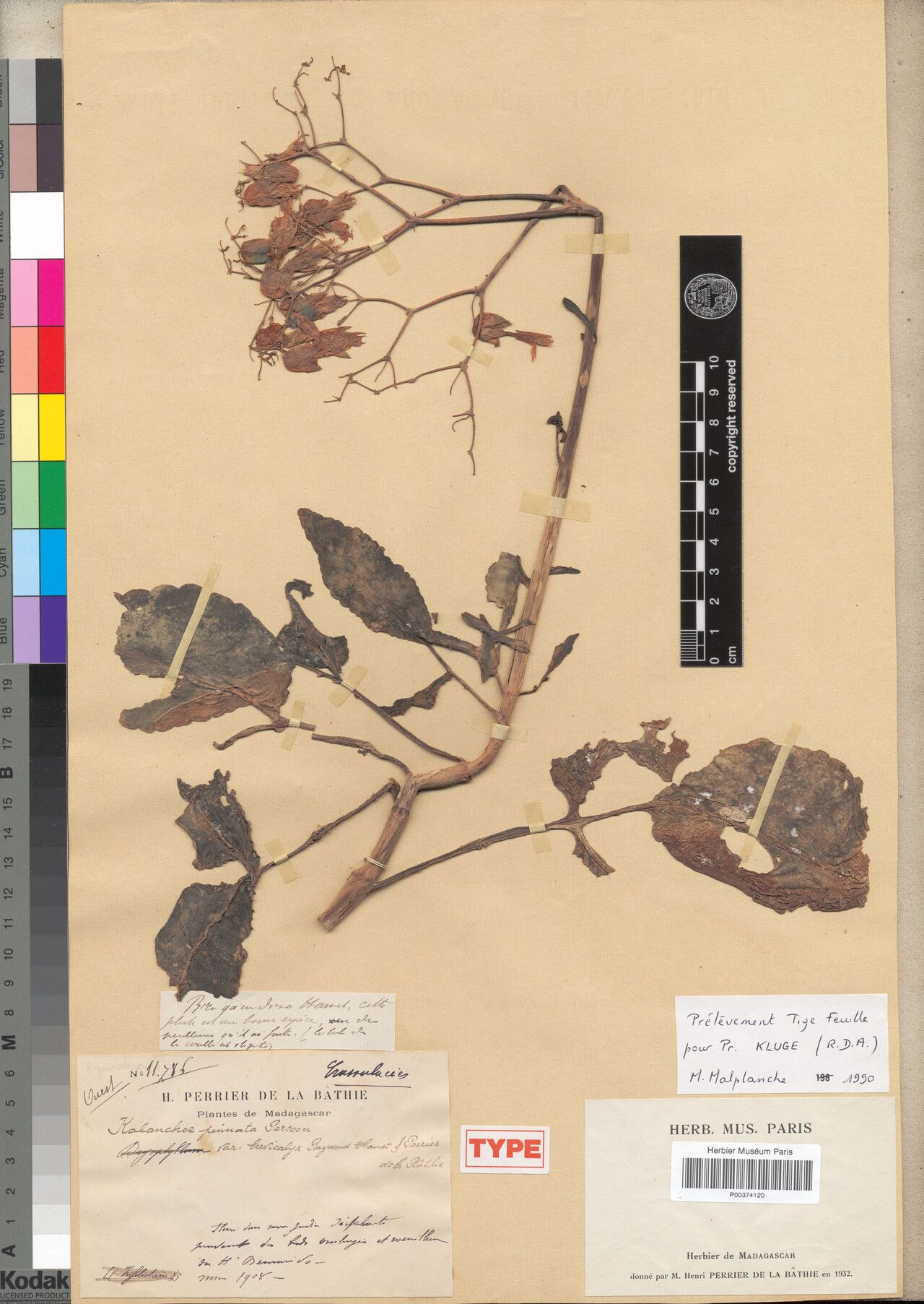 Kalanchoe brevicalyx — houseplant care guide
