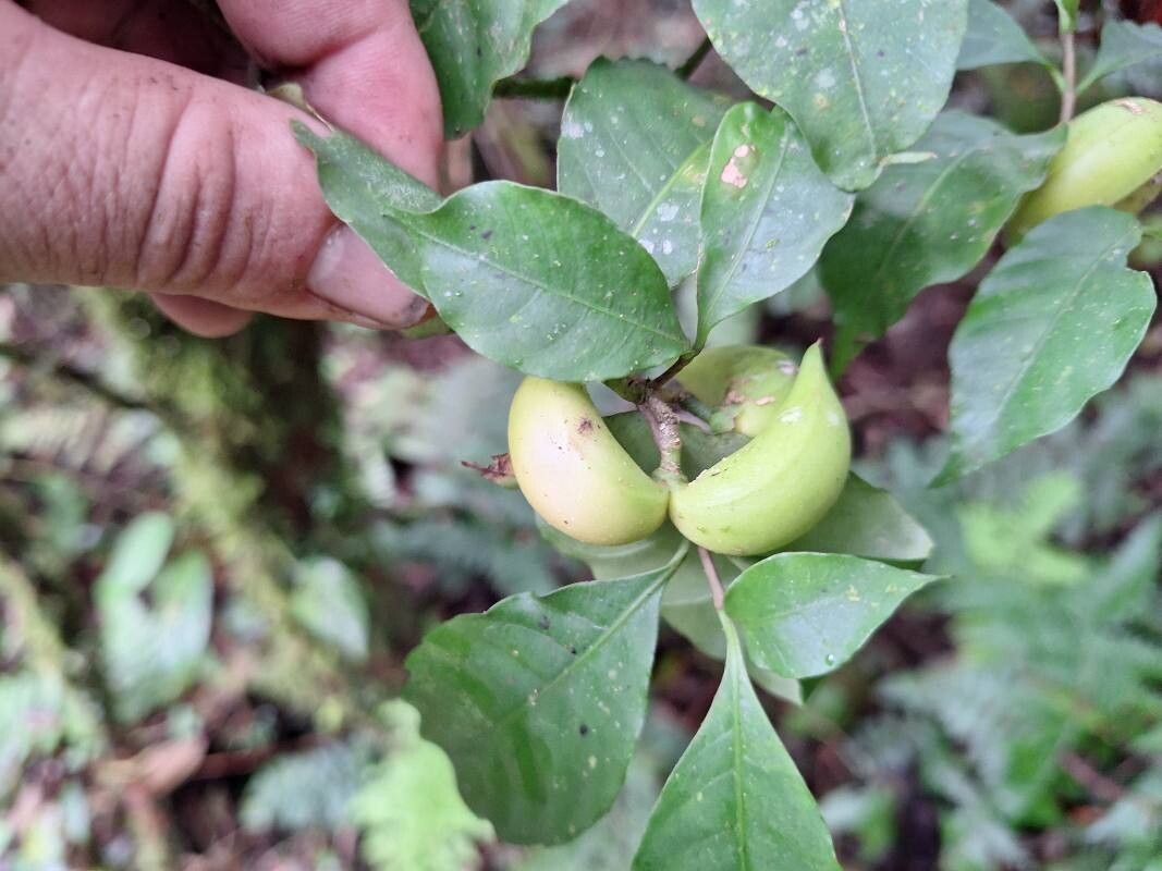 Tabernaemontana longipes fruit