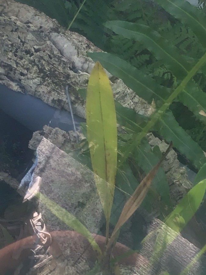 Oncidium × hinnus — search result for 'Oncidium'