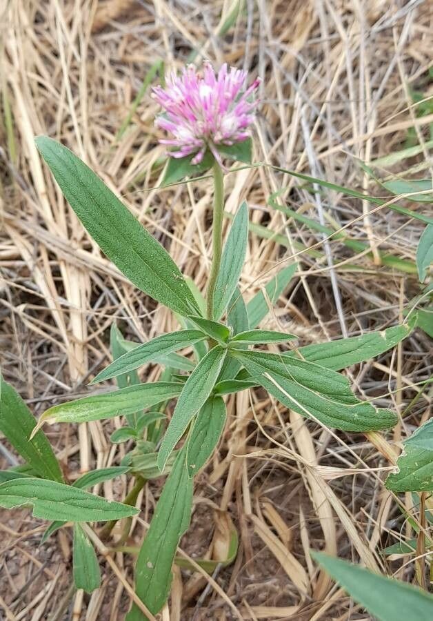 Gomphrena haenkeana habit