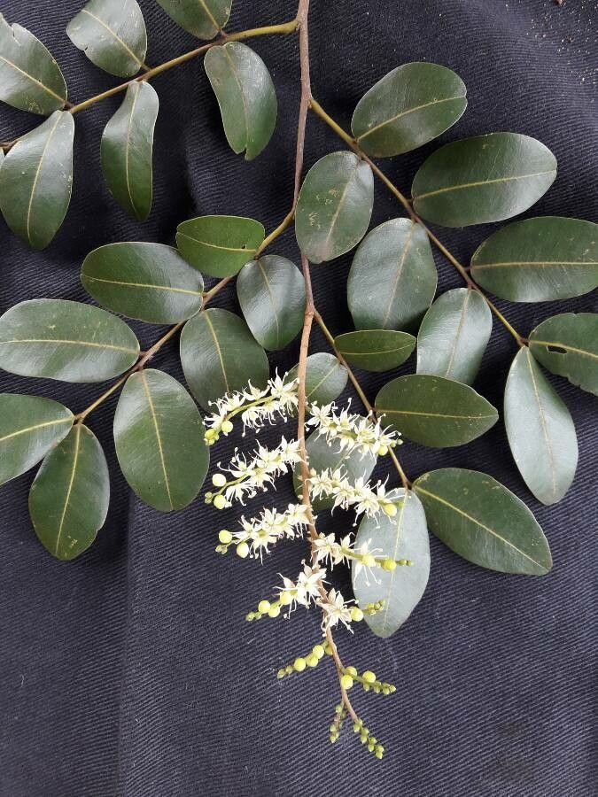 Copaifera langsdorffii flower