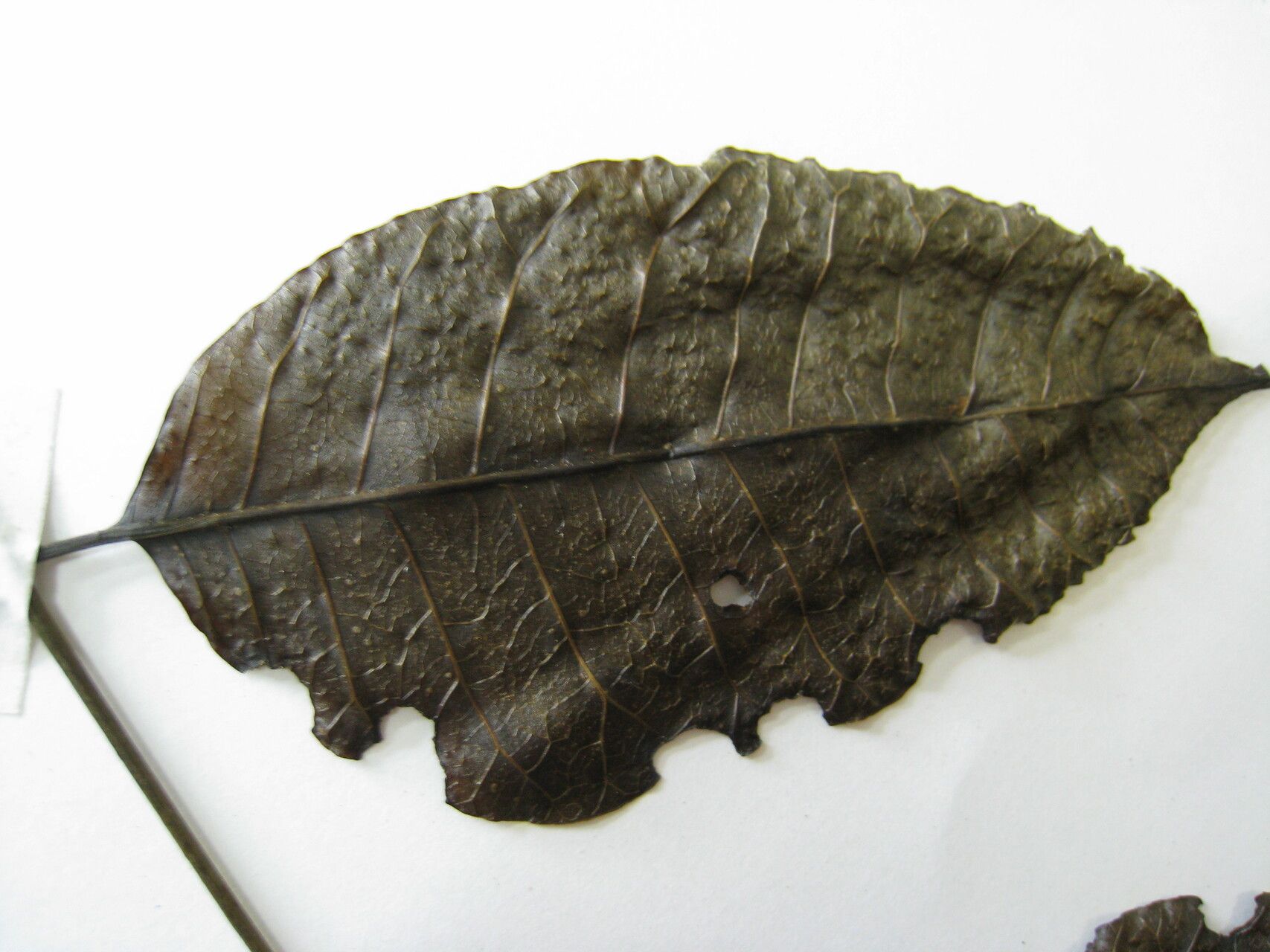 Astronium ulei other