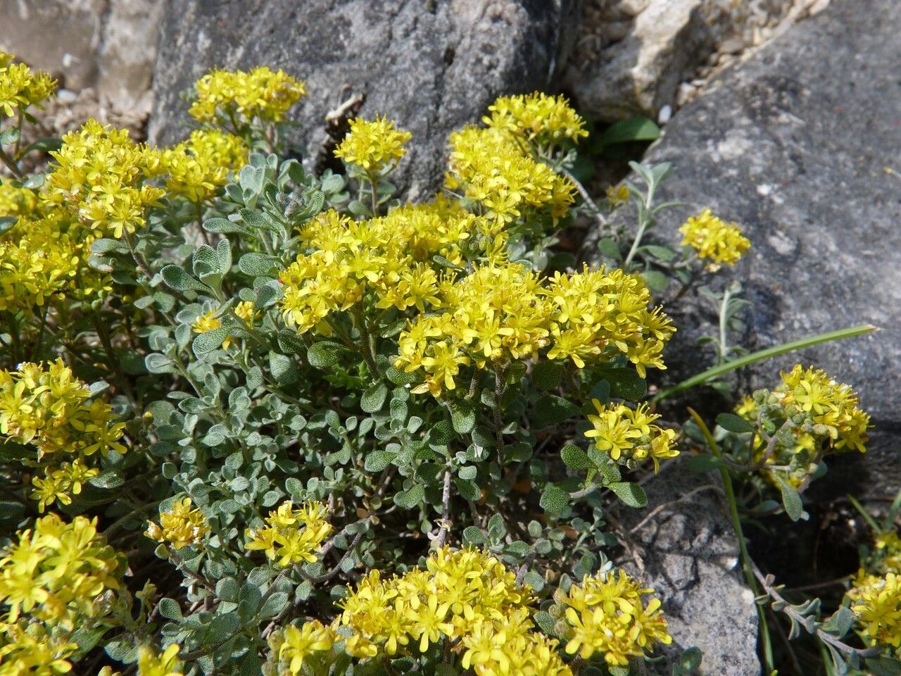 Alyssum robertianum other