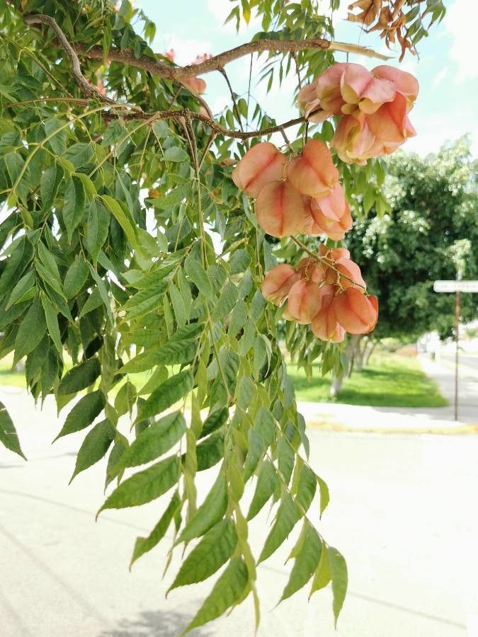 Koelreuteria elegans fruit
