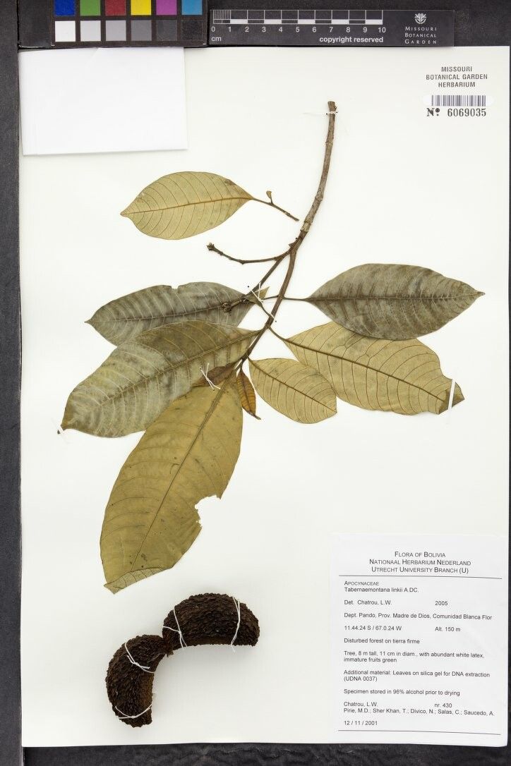 Tabernaemontana linkii — search result for 'Tabernaemontana'