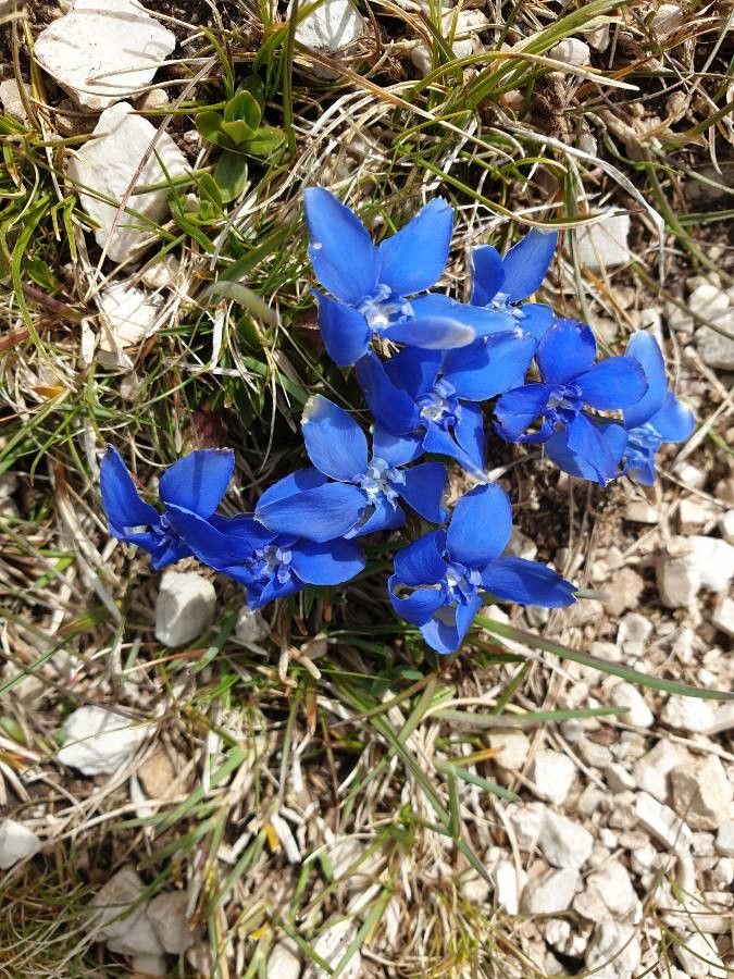 Gentiana brachyphylla flower