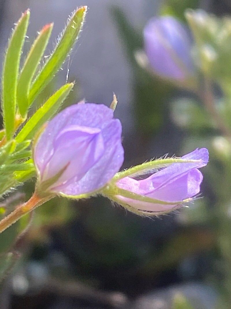 Vicia lentoides flower