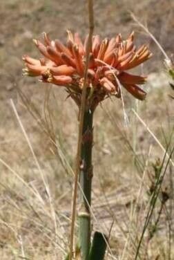 Aloe ecklonis — houseplant care guide