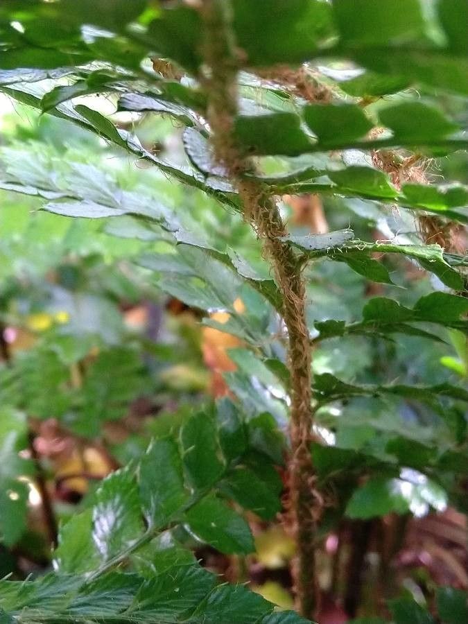 Polystichum polyblepharum bark