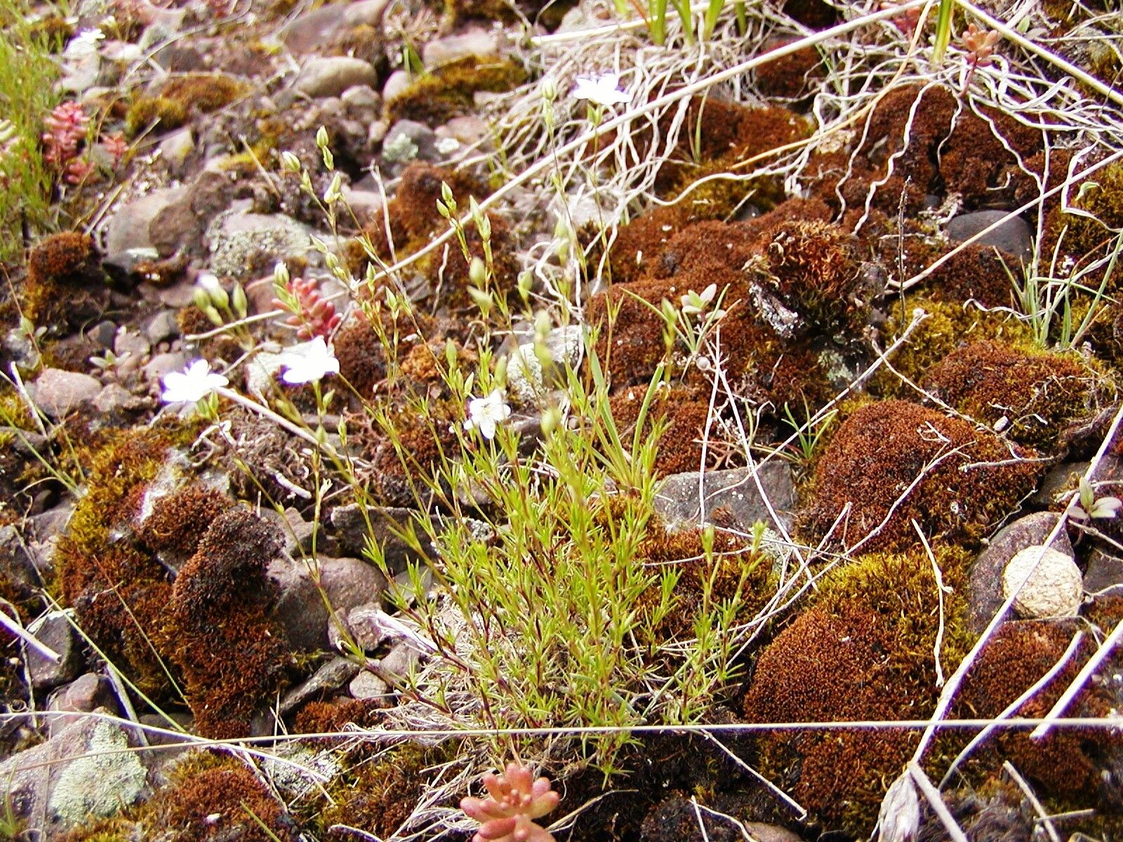 Minuartia setacea — houseplant care guide