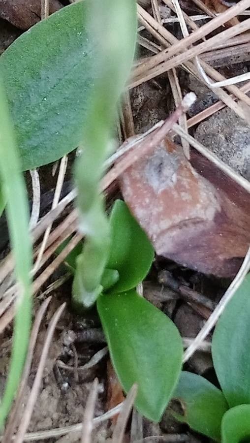 Spiranthes spiralis leaf