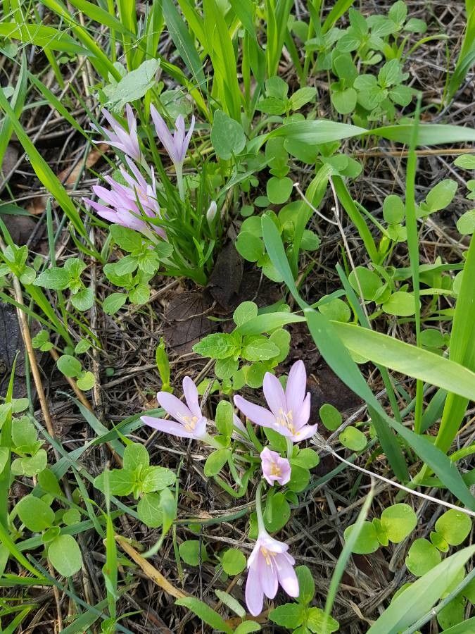 Colchicum stevenii other