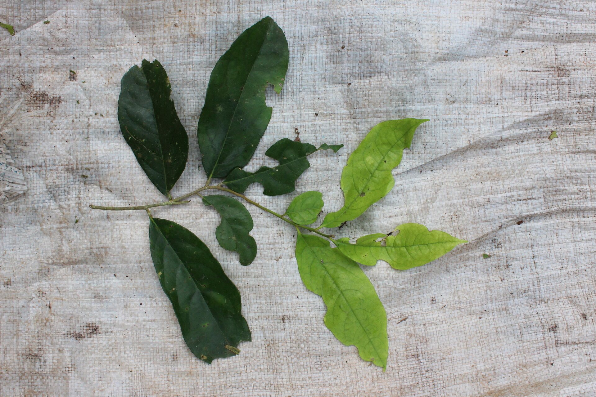 Drypetes principum leaf