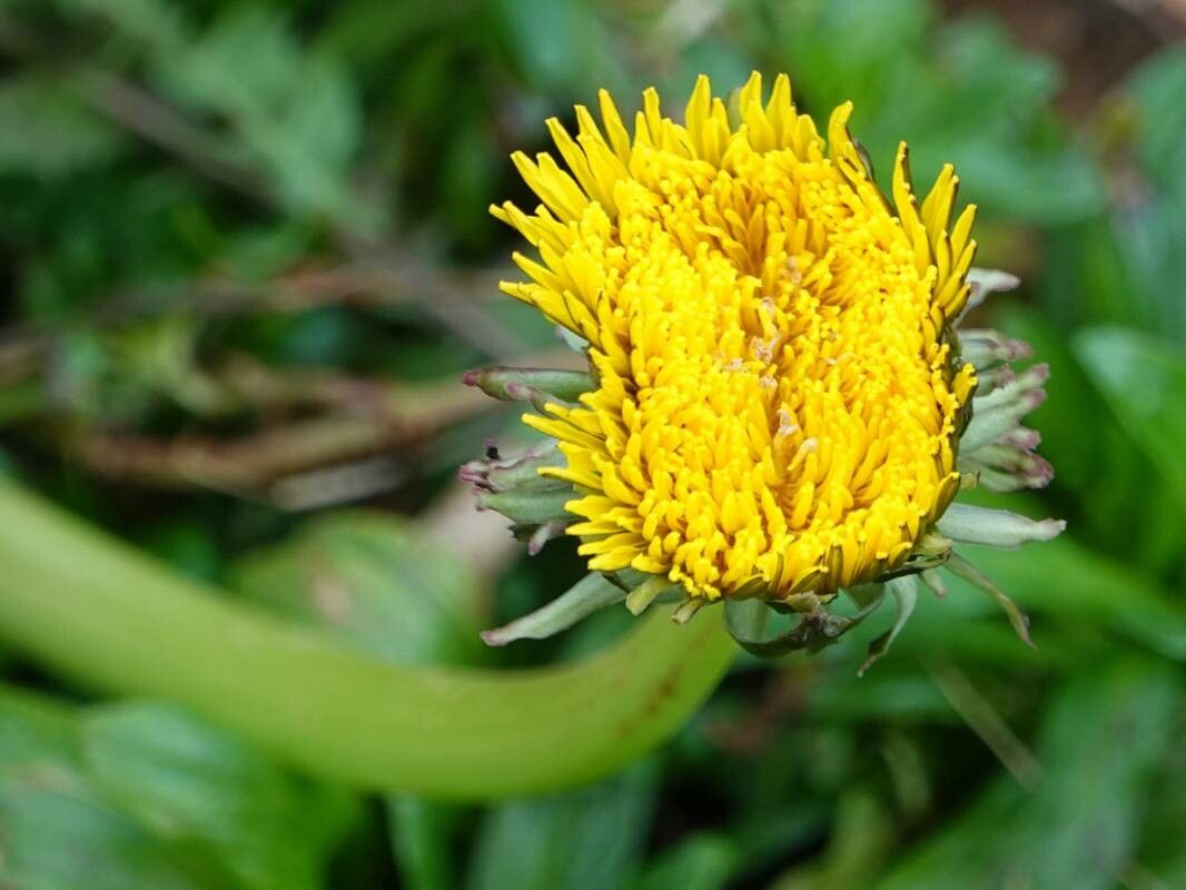 Taraxacum retroflexum flower