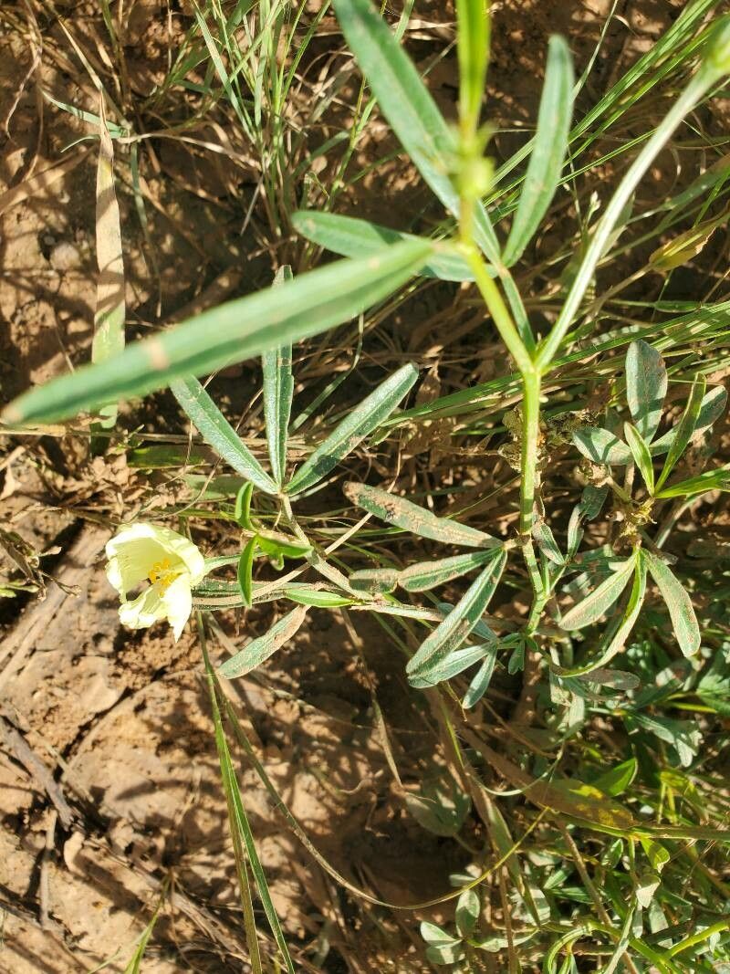 Cienfuegosia digitata — related species from the same genus