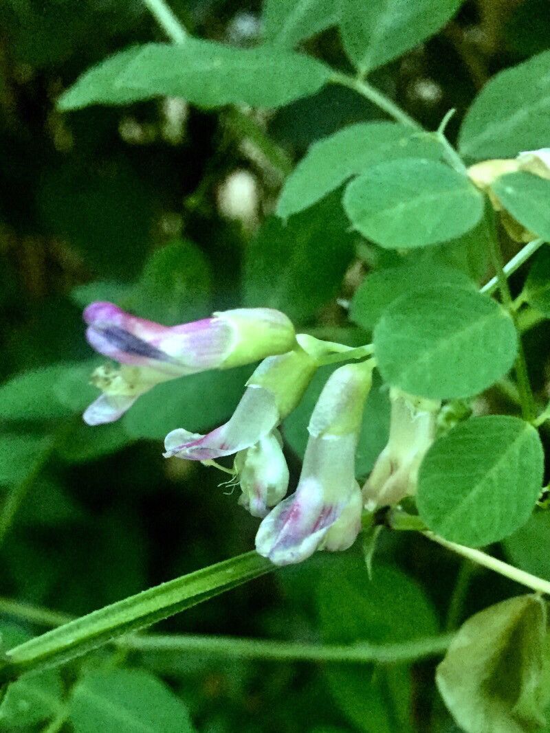 Vicia dumetorum flower