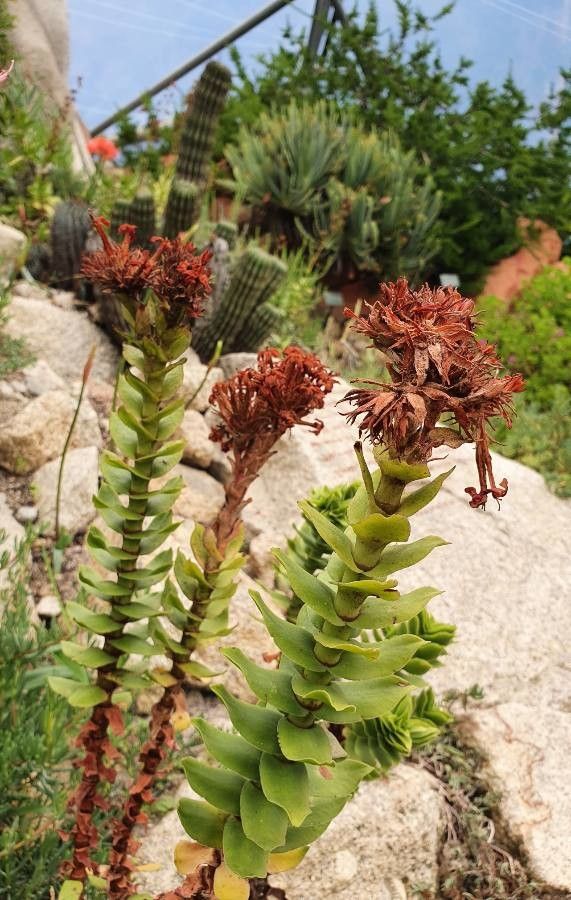 Rhodiola integrifolia leaf