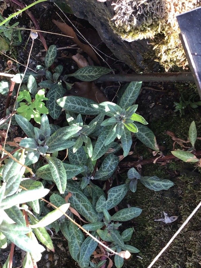 Lysimachia minoricensis — search result for 'Lysimachia'