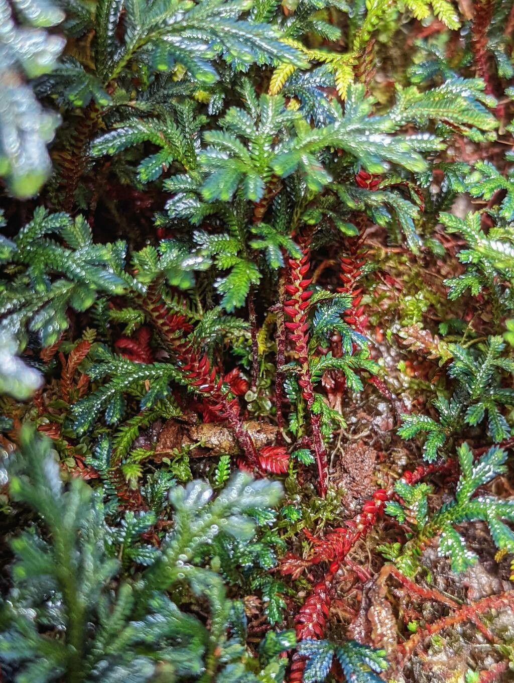Selaginella erythropus leaf