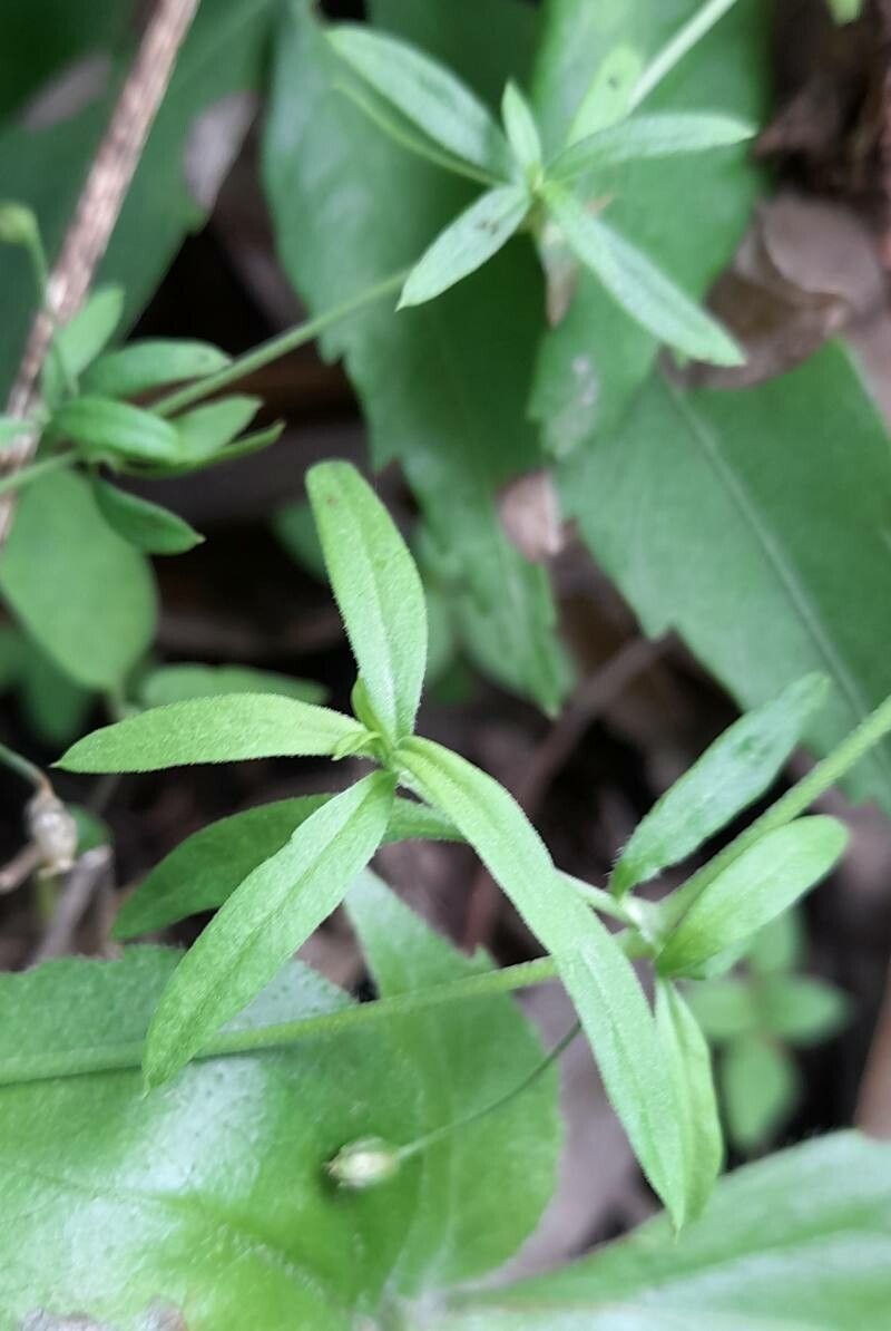 Arenaria lanuginosa — houseplant care guide