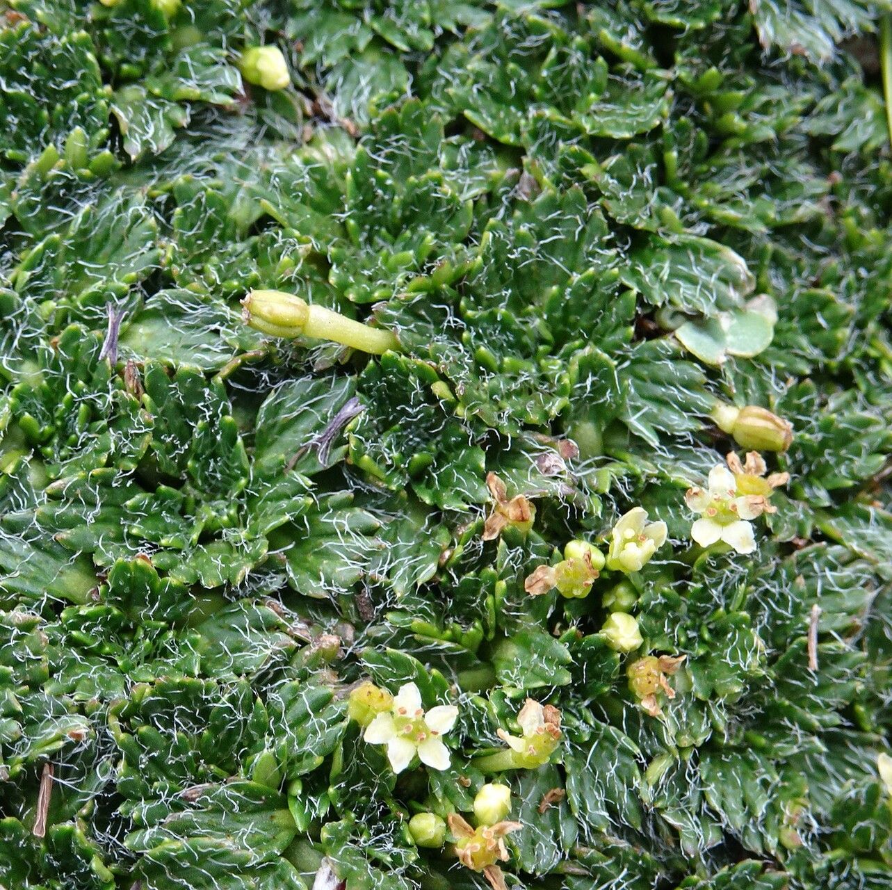 Azorella pulvinata flower