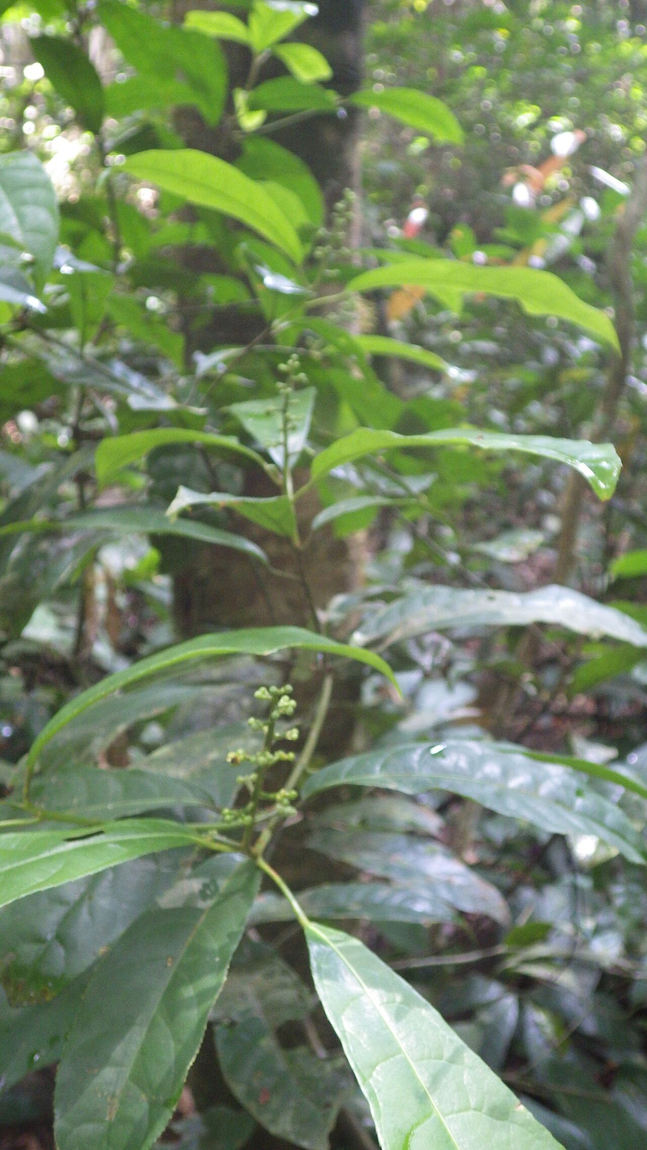 Rinorea longicuspis — houseplant care guide