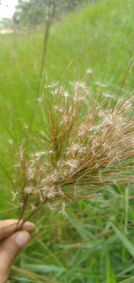 Andropogon bicornis flower