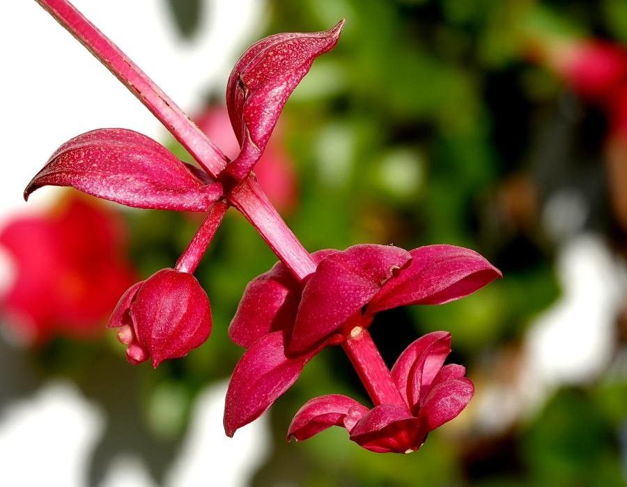 Medinilla myriantha flower