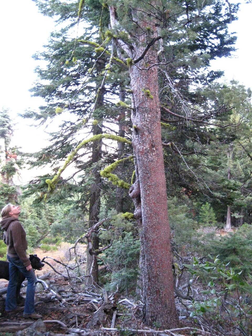 Cupressus bakeri habit