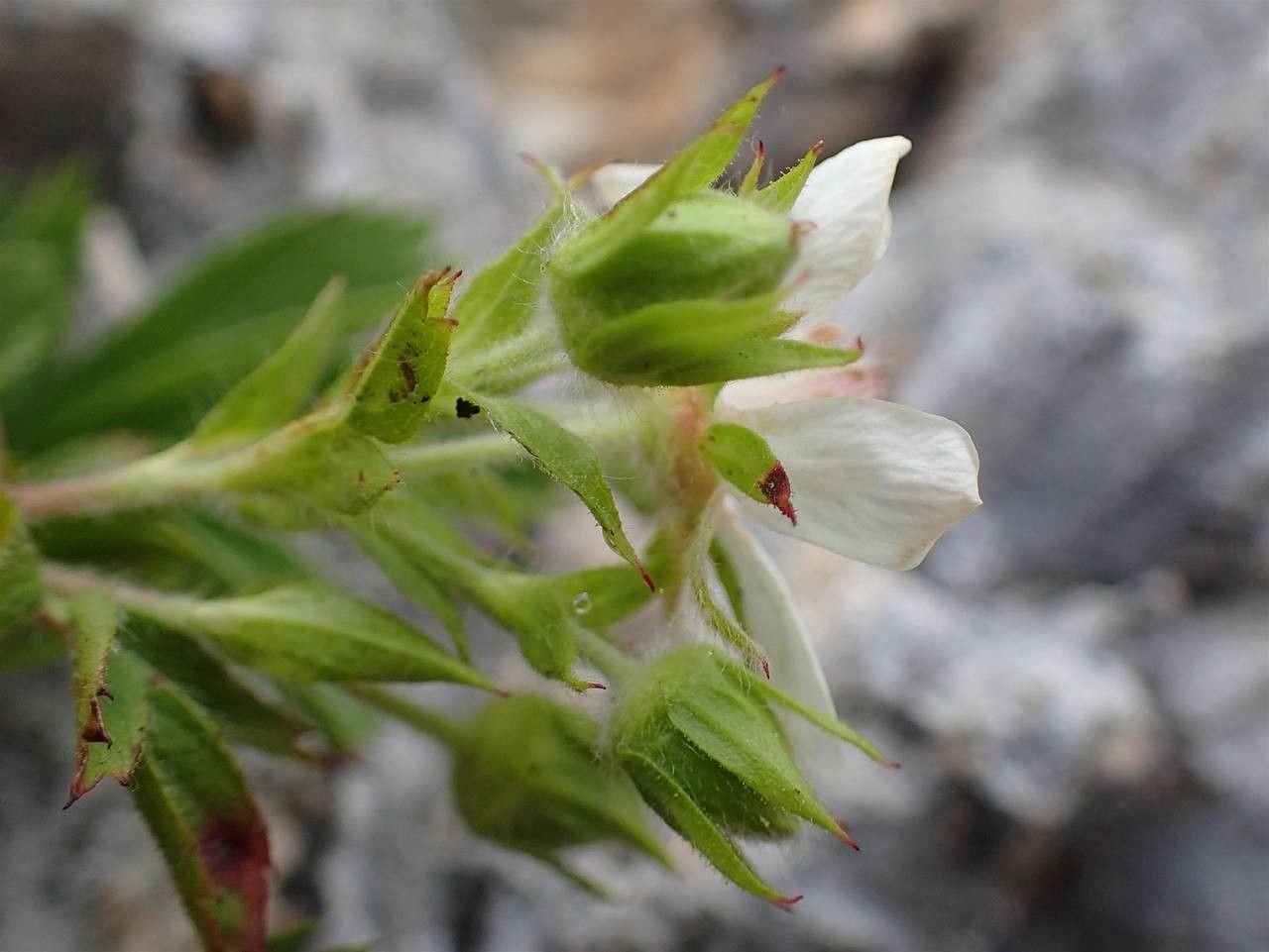 Potentilla caulescens fruit