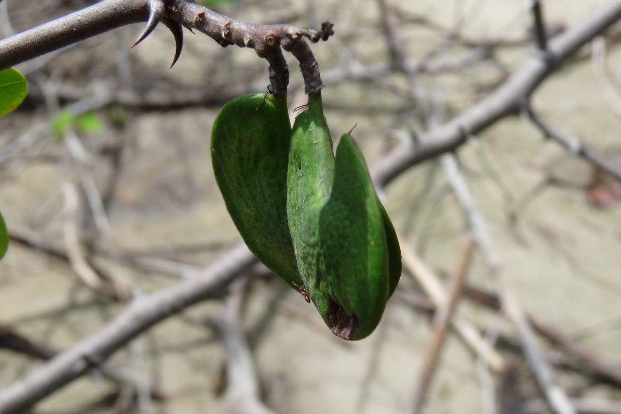 Machaerium lunatum fruit