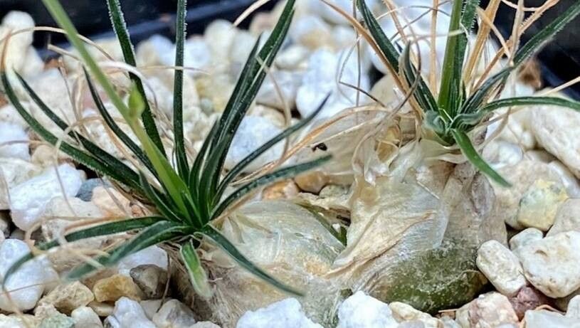 Ornithogalum sardienii — search result for 'Ornithogalum'