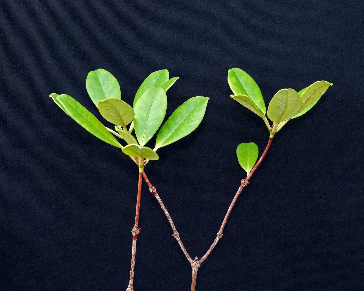 Rhododendron arfakianum — houseplant care guide