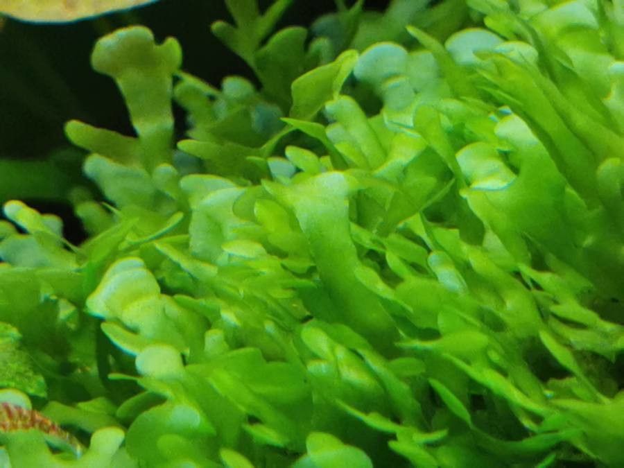 Lomariopsis lineata leaf